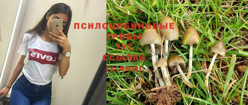 Галлюциногенные грибы Psilocybine cubensis  Куйбышев 